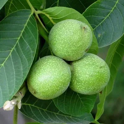 Грецкий орех ЮРИЙ ГАГАРИН  Грецкий орех ЮРИЙ ГАГАРИН в Кемерово