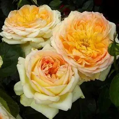 Саженцы роз АЛЬФОНС ДОДЕ чайно-гибридная в Кемерово