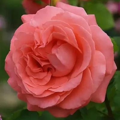 Саженцы роз ДИДИ БРИДЖУОТЕР плетистая  Саженцы роз ДИДИ БРИДЖУОТЕР плетистая в Кемерово