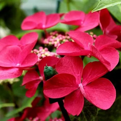 Гортензия РОТШВАНЦ крупнолистная  Гортензия РОТШВАНЦ крупнолистная в Кемерово