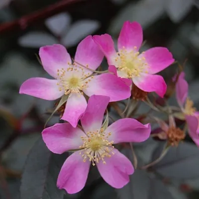 Саженцы роз сизая  Саженцы роз сизая в Кемерово