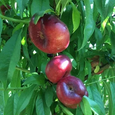 Нектарин ДОНАТ ИНЖИРНЫЙ  Нектарин ДОНАТ ИНЖИРНЫЙ в Кемерово