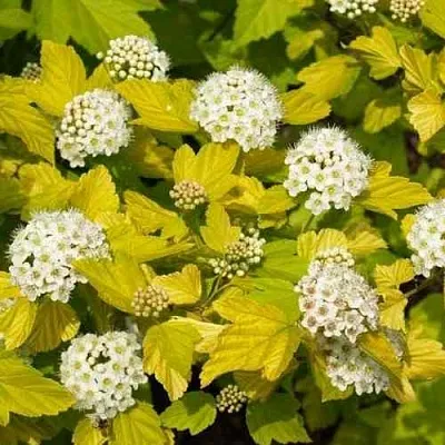 Пузыреплодник ДАРТС ГОЛД в Кемерово