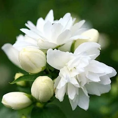 Жасмин ШНЕЕШТРУМ  Жасмин ШНЕЕШТРУМ в Кемерово