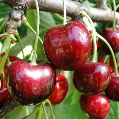 Черешня САШЕНЬКА в Кемерово