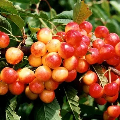 Черешня БЮТТНЕРА КРАСНАЯ в Кемерово