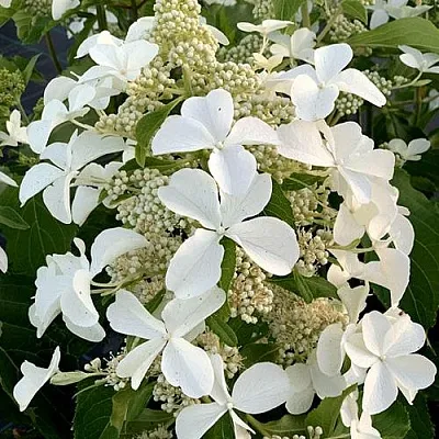 Гортензия ЛЕВАНА метельчатая  Гортензия ЛЕВАНА метельчатая в Кемерово