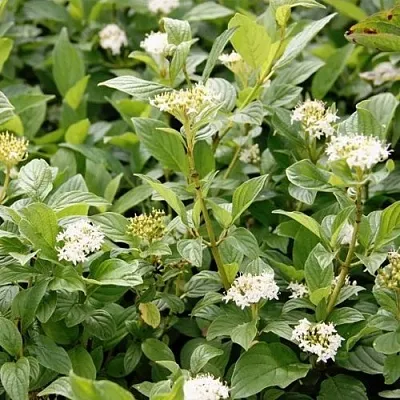 Дерен ФЛАВИРАМЕА отпрысковый  в Кемерово