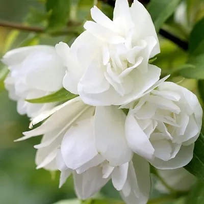 Жасмин МАНТО Д’ЭРМИН в Кемерово