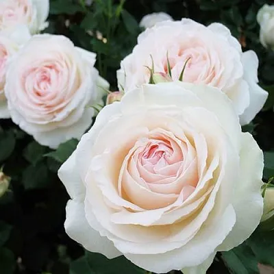 Саженцы роз ПАЛЕ РОЯЛЬ плетистая  Саженцы роз ПАЛЕ РОЯЛЬ плетистая в Кемерово