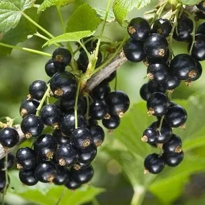 Смородина чёрная ВОЛШЕБНИЦА в Кемерово