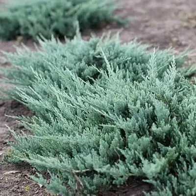 Можжевельник БЛЮ ЧИП горизонтальный  Можжевельник БЛЮ ЧИП горизонтальный в Кемерово