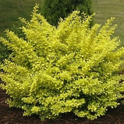 Барбарис АУРЕА тунберга  Барбарис АУРЕА тунберга в Кемерово