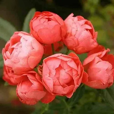 Саженцы роз ОРАНЖ МОРСДАГ полиантовая в Кемерово