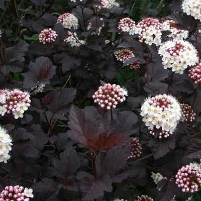 Пузыреплодник ДИАБЛО  Пузыреплодник ДИАБЛО в Кемерово