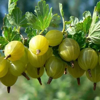 Крыжовник ХИННОНМАЙНЕН КЕЛЬТАЙНЕН  Крыжовник ХИННОНМАЙНЕН КЕЛЬТАЙНЕН в Кемерово