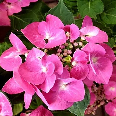 Гортензия ТАУБЕ крупнолистная в Кемерово