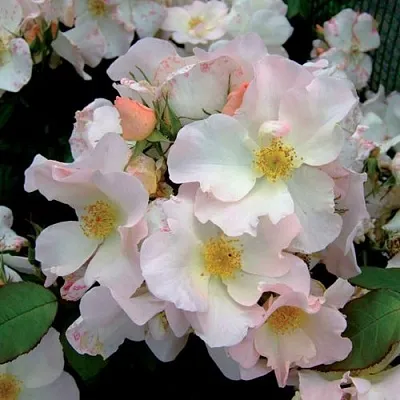 Саженцы роз САЛЛИ ХОЛМС мускусная в Кемерово