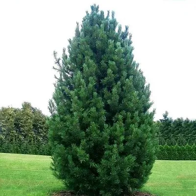 Сосна кедровая  в Кемерово