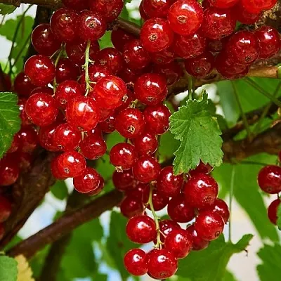 Смородина красная НАТАЛИ в Кемерово