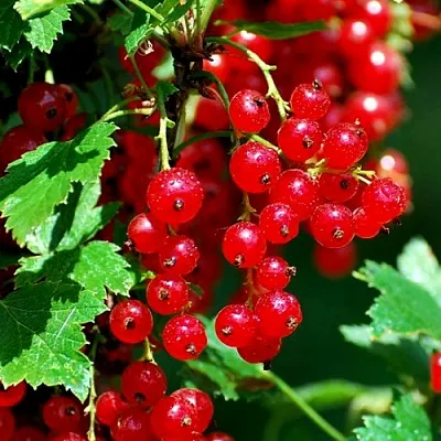 Смородина красная НЕНАГЛЯДНАЯ в Кемерово