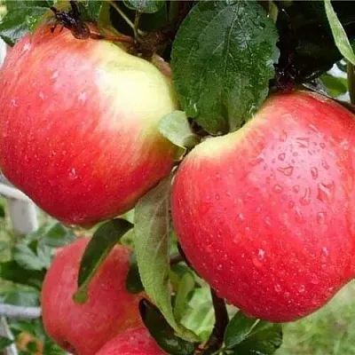 Яблоня ЖЕНЕВА (ЖЕНЕВА ЭРЛИ) в Кемерово