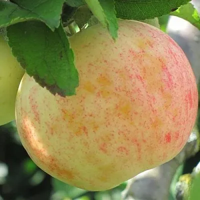 Яблоня ЛЕТНЕЕ СЛАДКОЕ  Яблоня ЛЕТНЕЕ СЛАДКОЕ в Кемерово