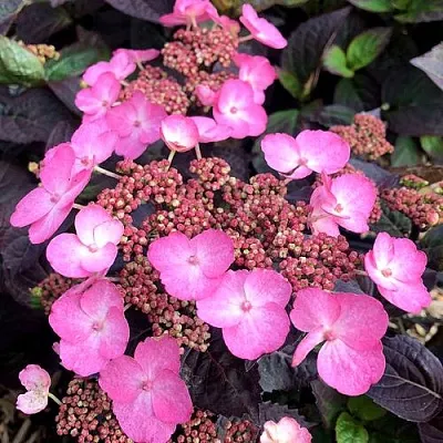 Гортензия ДАРЕДЕВИЛ пильчатая в Кемерово