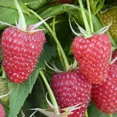 Малина ЕВРАЗИЯ  Малина ЕВРАЗИЯ в Кемерово