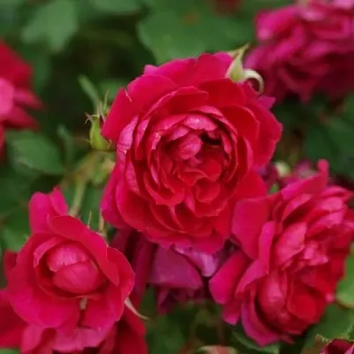 Саженцы роз КВАДРА плетистая  Саженцы роз КВАДРА плетистая в Кемерово