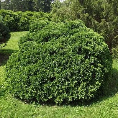 Туя УМБРАКУЛИФЕРА западная в Кемерово