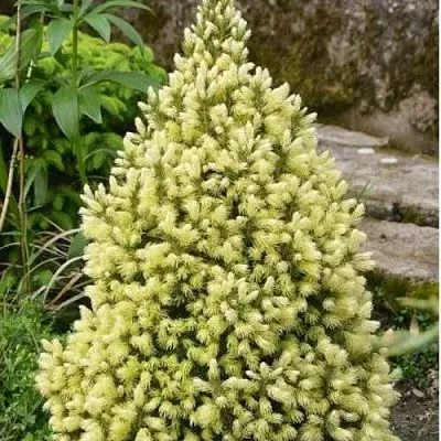 Ель МАЙГОЛД колючая  Ель МАЙГОЛД колючая в Кемерово