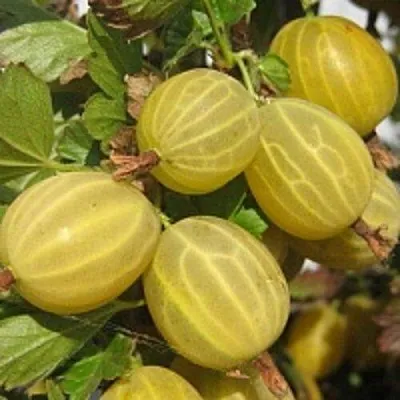 Крыжовник КУРШУ ДЗИНТАРС  Крыжовник КУРШУ ДЗИНТАРС в Кемерово