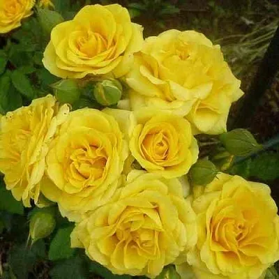 Саженцы роз ЕЛЛОУ БЭЙБИ спрей в Кемерово