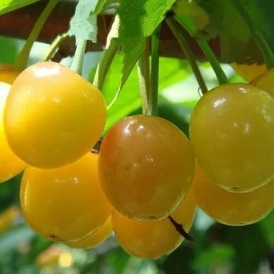 Черешня ЯНТАРНАЯ в Кемерово