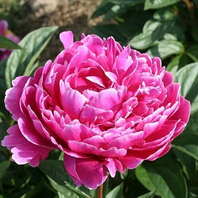 Пион СЕБАСТЬЯН МААС травянистый  Пион СЕБАСТЬЯН МААС травянистый в Кемерово