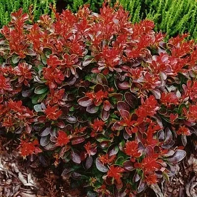 Барбарис КАРМЕН тунберга  Барбарис КАРМЕН тунберга в Кемерово