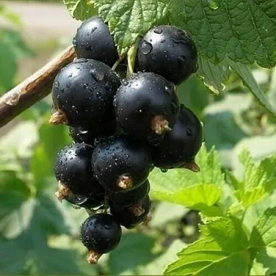 Смородина черная ПИГМЕЙ в Кемерово