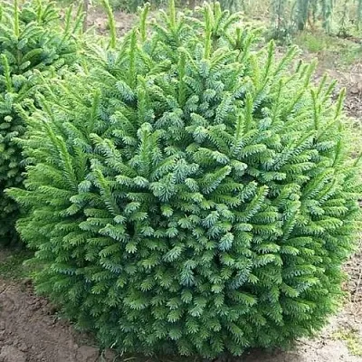 Ель НАНА сербская  Ель НАНА сербская в Кемерово