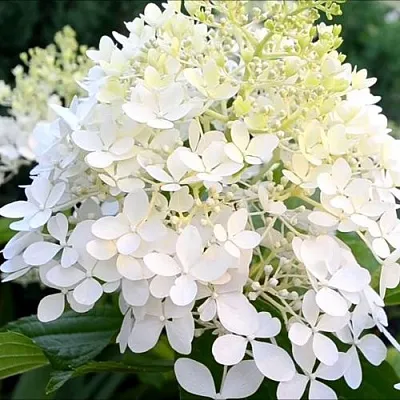 Гортензия ЭРЛИ ГАРРИ метельчатая  Гортензия ЭРЛИ ГАРРИ метельчатая в Кемерово