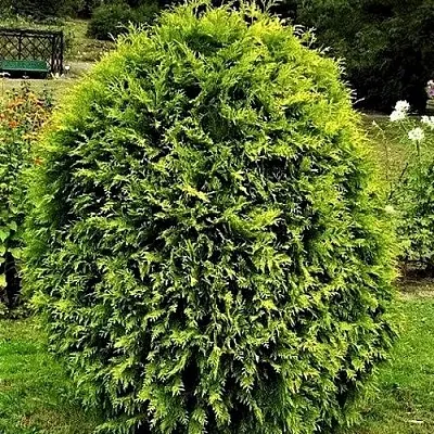 Туя ТИП ТОП западная в Кемерово