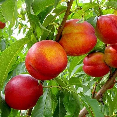 Нектарин ХАРБЛЕЙЗ  Нектарин ХАРБЛЕЙЗ в Кемерово