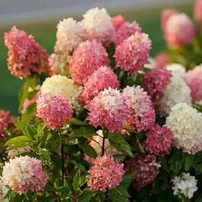 Гортензия ТАЧ ОФ ПИНК метельчатая  Гортензия ТАЧ ОФ ПИНК метельчатая в Кемерово