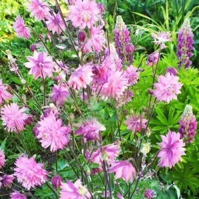 Аквилегия БАРЛОУ ПИНК гибрид МакКаны — описание сорта Аквилегия БАРЛОУ ПИНК гибрид МакКаны в Кемерово