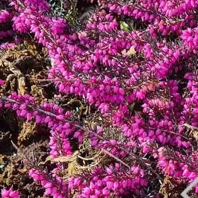 ЭРИКА "АЛЬПИЙСКИЙ ВЕРЕСК" (зимующая) сорт АТРОРУБРА  ЭРИКА "АЛЬПИЙСКИЙ ВЕРЕСК" (зимующая) сорт АТРОРУБРА в Кемерово