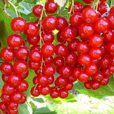 Смородина красная ФЕРТОДИ в Кемерово