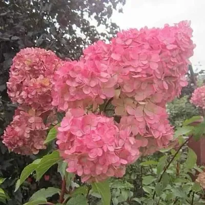 Гортензия АМАРИН метельчатая  Гортензия АМАРИН метельчатая в Кемерово