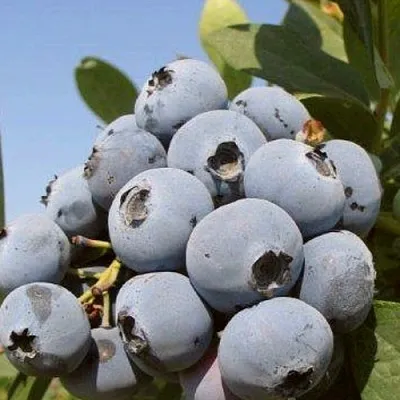 Голубика ЦУКЕР ТРАУБЕ в Кемерово