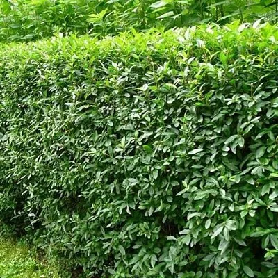 Бирючина обыкновенная  Бирючина обыкновенная в Кемерово