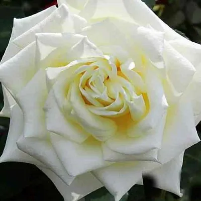 Саженцы роз МАЧО чайно-гибридная в Кемерово